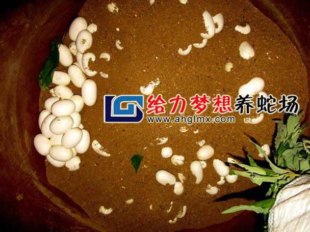 水律蛇蛋孵化