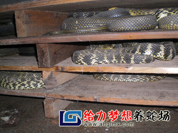 大王蛇养殖