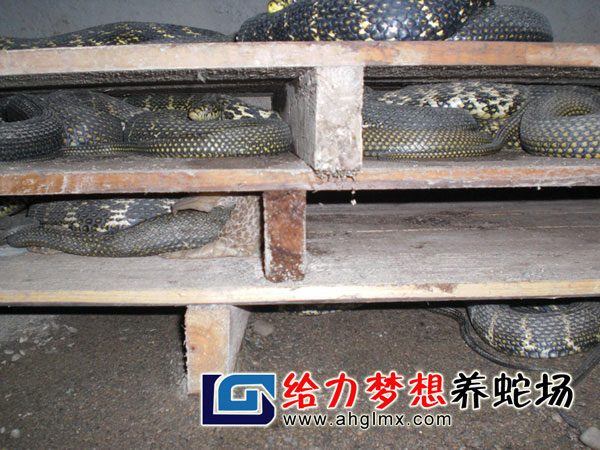 大王蛇养殖