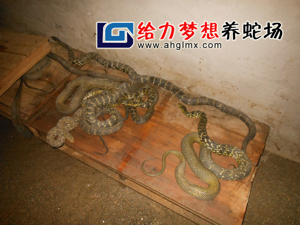 大王蛇养殖