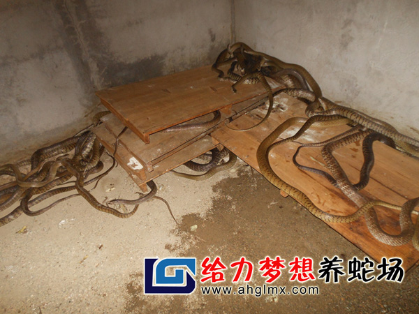 水律蛇养殖