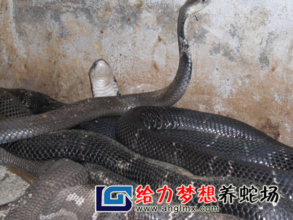 眼镜蛇养殖