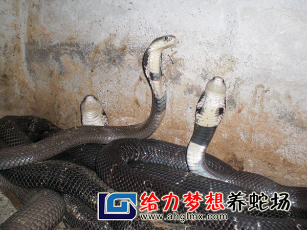 眼镜蛇养殖