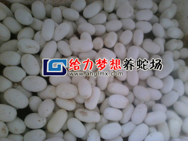 �����ߵ�