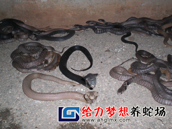 �۾�����