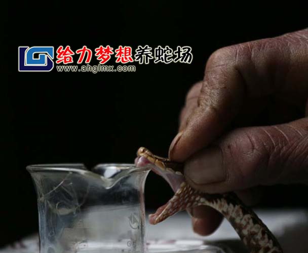 毒蛇取毒