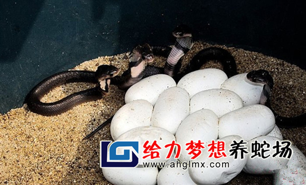 �۾��������