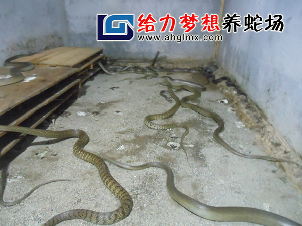 ˮ����������ֳ