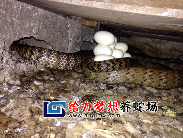 ˮ����ĸ�߲���