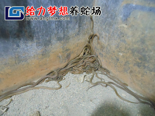 ������������ֳ