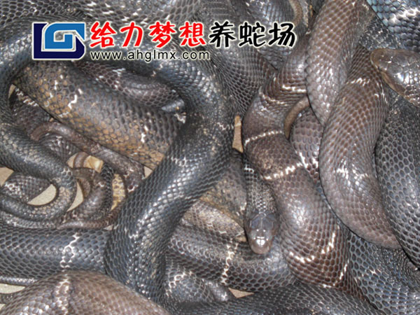 �۾�����ֳ