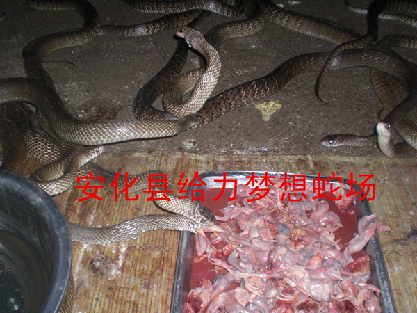 ���߳�,���߻���