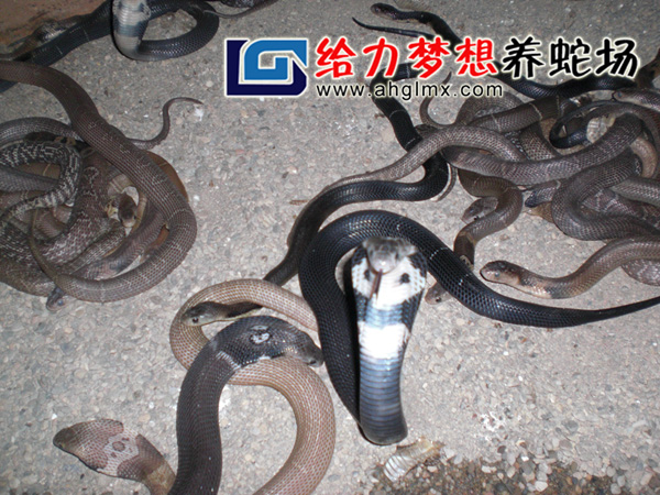 �۾�������