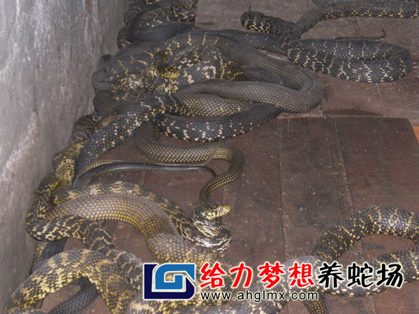 ��������ֳ