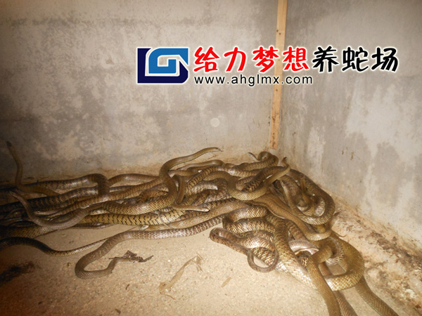 ˮ������ֳ