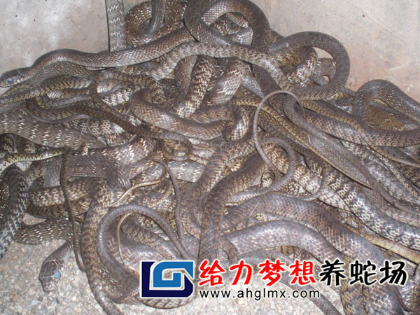 ������ˮ��������